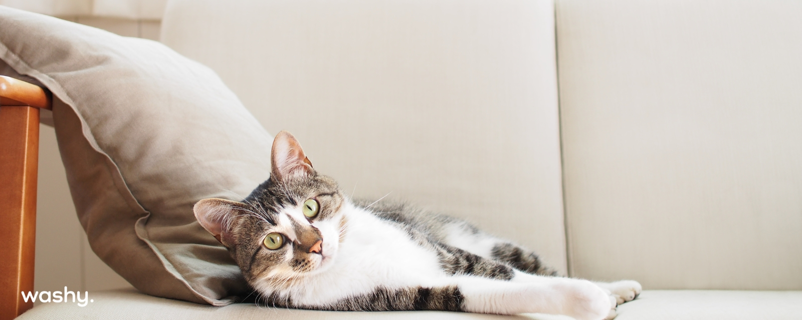 Comment enlever l'odeur d'urine de chat sur un canapé